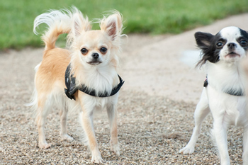 Klein en fijn festival1-min