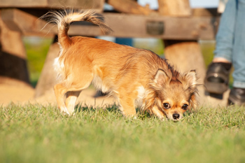 Klein en fijn festival20-min