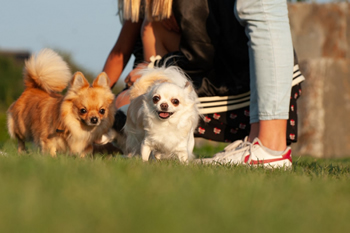 Klein en fijn festival21-min