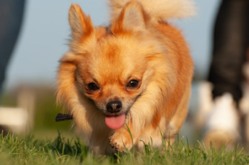 Klein en fijn festival23-min