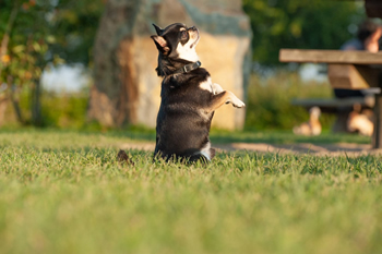 Klein en fijn festival24-min