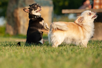 Klein en fijn festival25-min