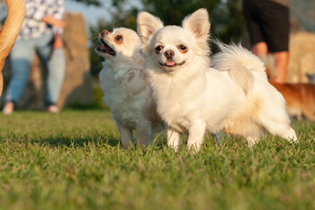 Klein en fijn festival29-min