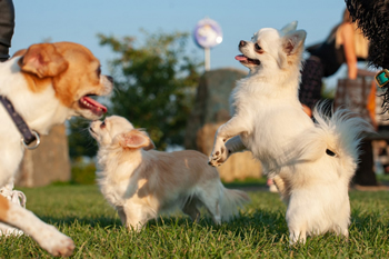 Klein en fijn festival30-min