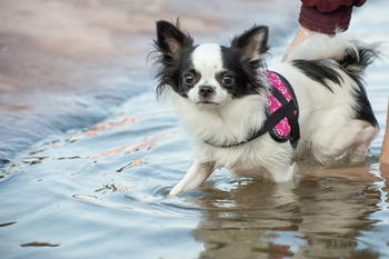 Klein en fijn festival4-min