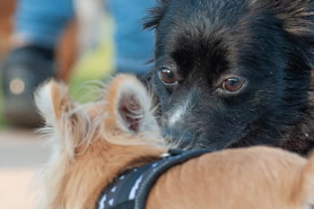 Klein en fijn festival5-min