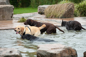 Labradorparty