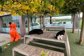 Hondenzwemvijver Ut Poeleke nov22 5