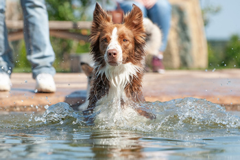 Hondenzwemvijver Ut Poeleke44-min