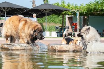 Hondenzwemvijver Ut Poeleke59-min
