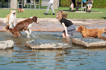 Hondenzwemvijver Ut Poeleke82-min