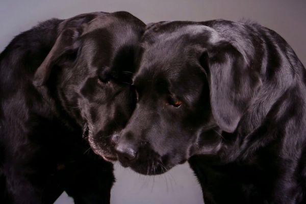 3dc33e44-1c55-446e-b900-71fabc4611c2