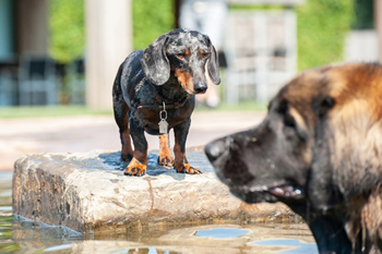 Hondenzwemvijver Ut Poeleke41-min