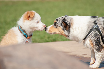 Hondenzwemvijver Ut Poeleke91-min