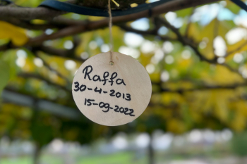 Winter Hondenland 12