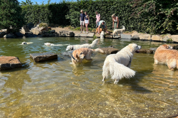 golden retriever dag 2025-10
