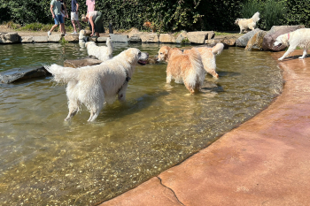 golden retriever dag 2025-11