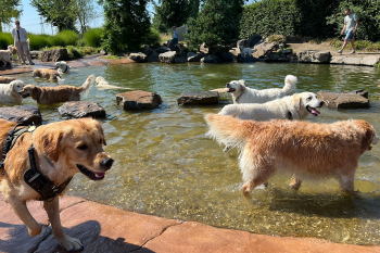 Golden Retriever dag 2025