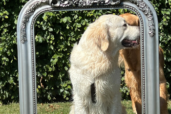 golden retriever dag 2025-3