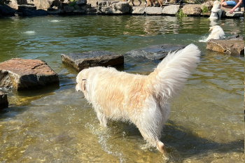 golden retriever dag 2025-6