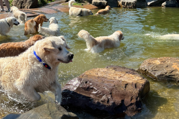 golden retriever dag 2025-7