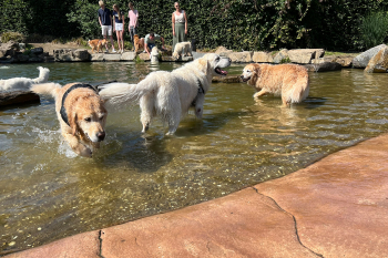 golden retriever dag 2025-9